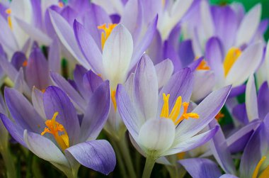 Fotoğraf küçük bahar çiçekleri çiğdemler kapatın