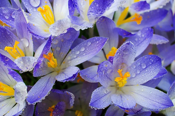 Foto cerrar pequeñas flores de primavera azafrán —  Fotos de Stock
