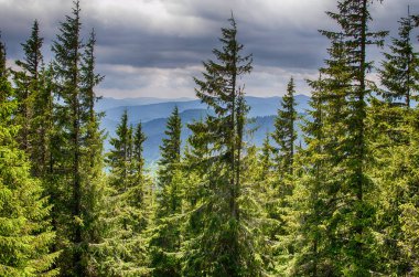 Ukrayna'da Karpat Dağları üzerinde peyzaj 