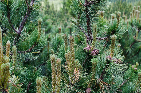 Smala gröna träd i skogen — Stockfoto