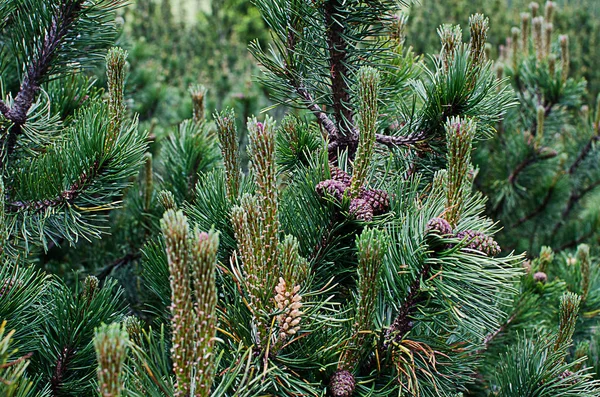 Schlanke grüne Bäume im Wald — Stockfoto