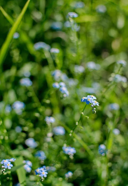 En liten blå forget-mig-not-så-blomma växer — Stockfoto