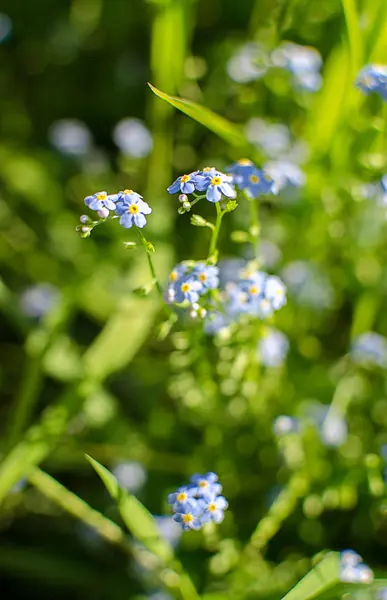 Malé modré forget-me-not-takže květina roste — Stock fotografie