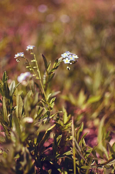 Małe niebieskie forget-me-Forget-me-not-tak kwiat rośnie — Zdjęcie stockowe