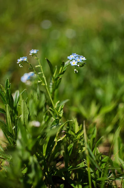 A small blue forget-me-not-so-flower grows — Stock Photo, Image