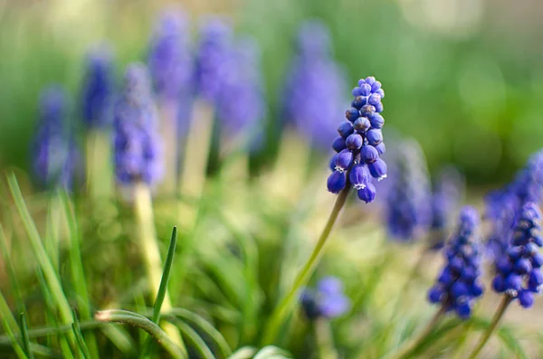 Bahar muskari küçük mavi çiçekler açar — Stok fotoğraf