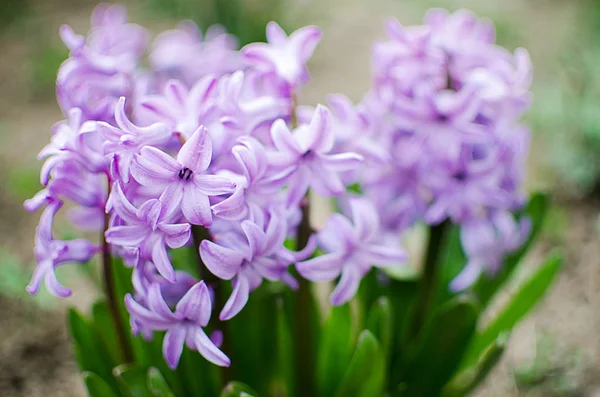 Güzel bahar çiçekleri hoş kokulu sümbül var — Stok fotoğraf