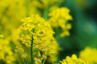 Sarı coleseed çiçeklerin içinde taze