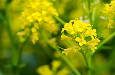 Sarı coleseed çiçeklerin içinde taze