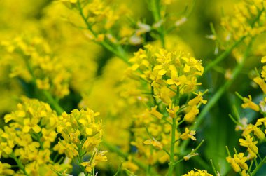 Sarı coleseed çiçeklerin içinde taze