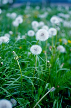 Sarı küçük çiçekler dandelions açık havada büyümek 
