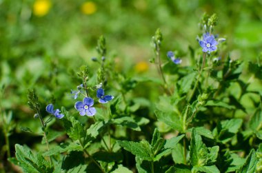 Açık havada çiçeklenme Veronica Small narin çiçekler 