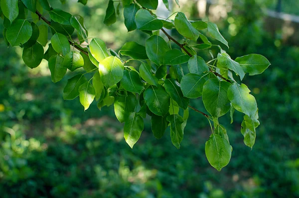 Young green leaves close-up outdoor spring — Stock Photo, Image