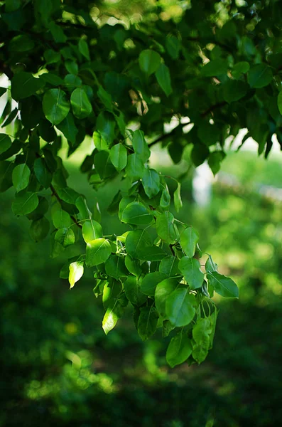 Giovani foglie verdi close-up primavera all'aperto — Foto Stock