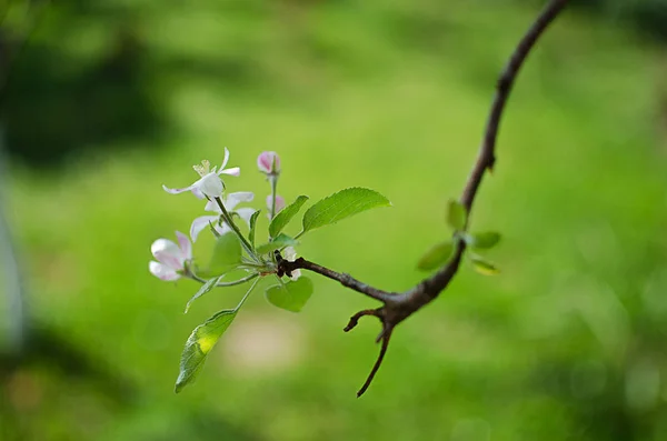 Rosa delicada y fragante flor de manzana en primavera — Foto de Stock