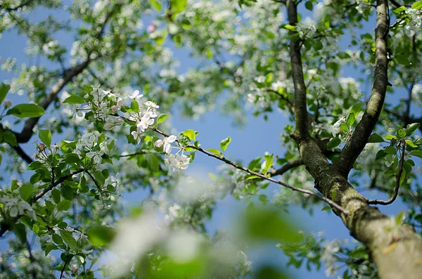 Rosa delicado e perfumado flores de maçã na primavera — Fotografia de Stock