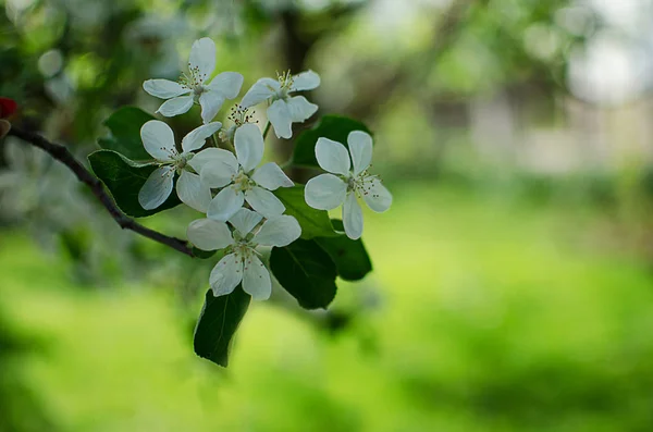 Roze delicate en geurige appel bloesem in het voorjaar — Stockfoto