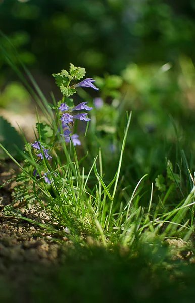 Veronica Small křehké květiny kvetoucí venku — Stock fotografie