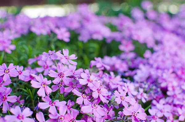 Kleine Blüten blühender Phlox rosa mit — Stockfoto