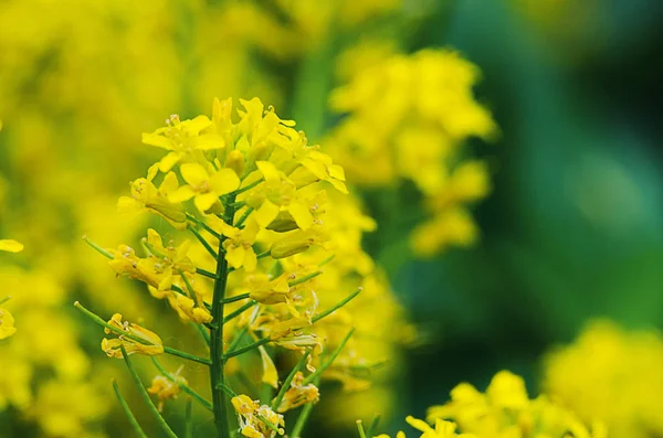 Желтые капустные цветы растут в свежих — стоковое фото