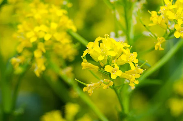 Gelbe Coleseed-Blüten wachsen in frisch — Stockfoto