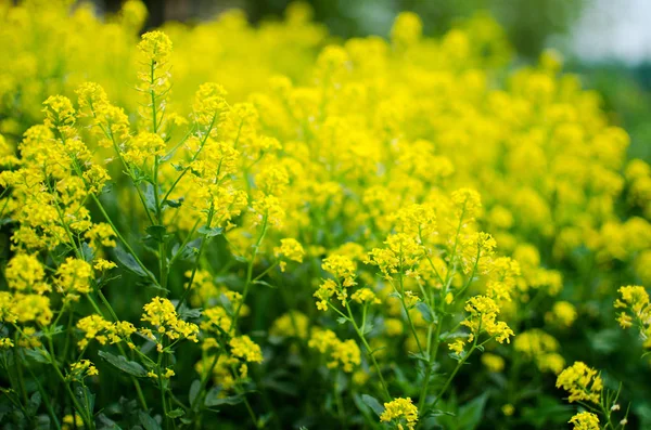 Yellow coleseed flowers grow in fresh — Stock Photo, Image