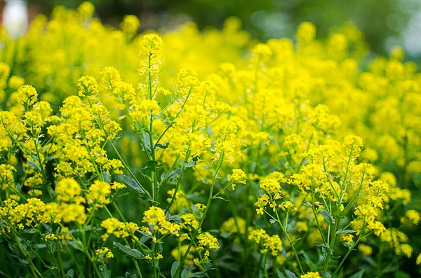 Coleseed sárga virágok nőnek a friss — Stock Fotó