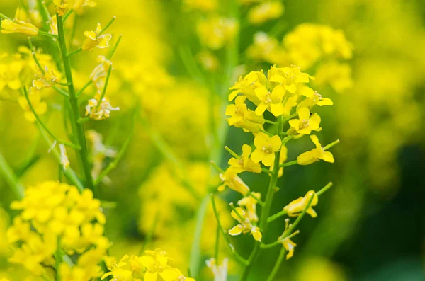 Желтые капустные цветы растут в свежих — стоковое фото