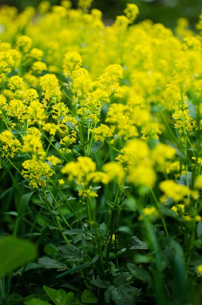 Flores de colza amarelas crescem em fresco — Fotografia de Stock