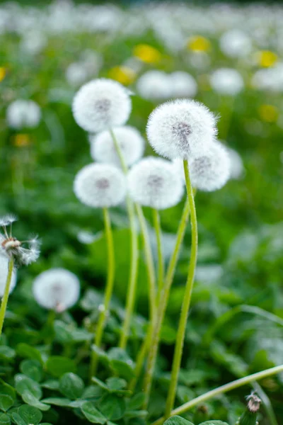 Gula små blommor maskrosor växer utomhus — Stockfoto