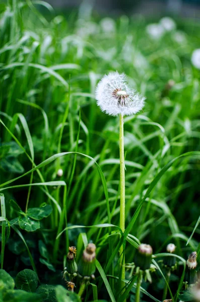 Amarelo pequenas flores dandelions crescer ao ar livre — Fotografia de Stock