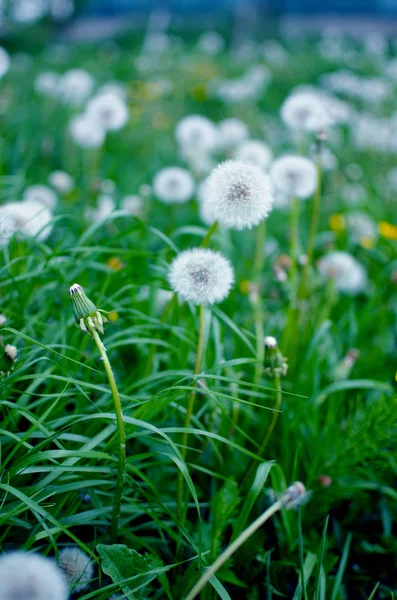 Sarı küçük çiçekler dandelions açık havada büyümek — Stok fotoğraf