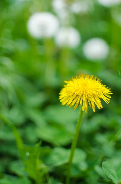 Pequeñas flores amarillas dientes de león crecen al aire libre — Foto de Stock
