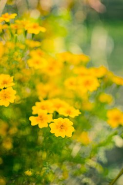 Sonbahar kasımpatı çiçekleri büyür 