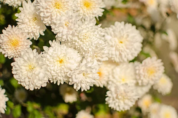 Autumn chrysanthemum flowers grow — Stock Photo, Image