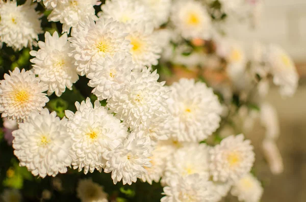 Jesienne chryzantemy kwiaty rosną — Zdjęcie stockowe