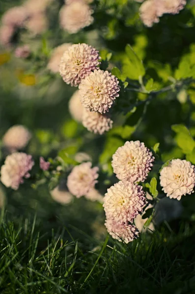 秋天的菊花盛开 — 图库照片