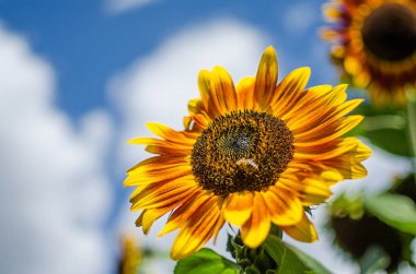 Ayçiçekleri yazın açık havada yetişir.