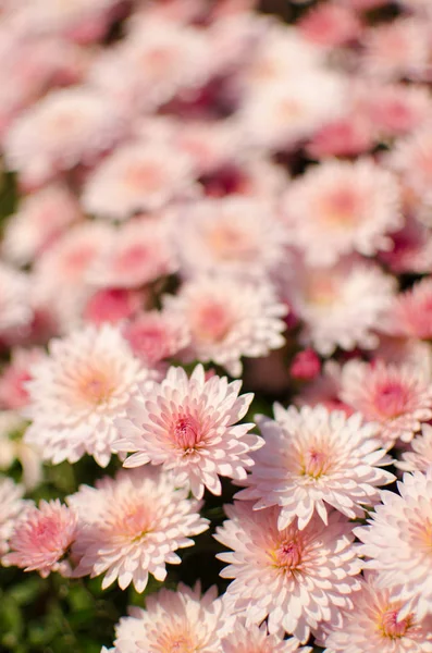 Jesienne chryzantemy kwiaty rosną — Zdjęcie stockowe