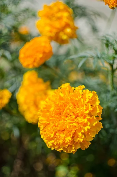 Beautiful marigolds bloom outdoors — Stock Photo, Image