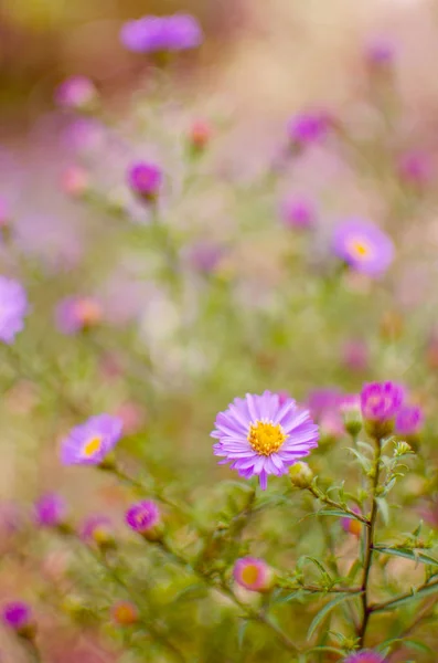 Piękne świeże stokrotki kwitną na świeżym powietrzu w terenie — Zdjęcie stockowe