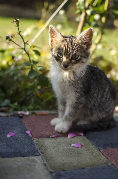 Grappig klein katje dat buiten loopt — Stockfoto