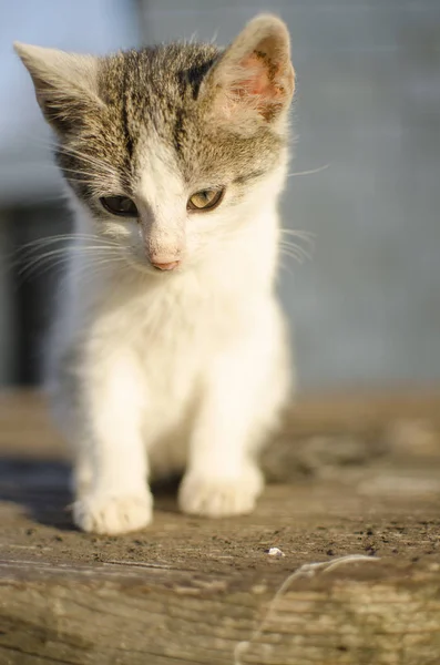 Divertido pequeño gato caminando al aire libre —  Fotos de Stock