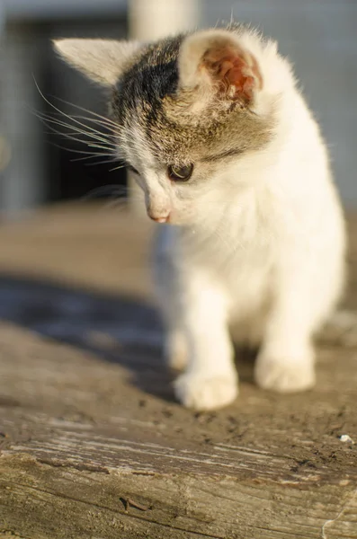 Grappig klein katje dat buiten loopt — Stockfoto