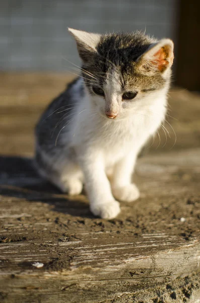 Rolig liten katt gå utomhus — Stockfoto