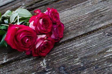 Yazın açık havada yetişen güzel taze güller. 