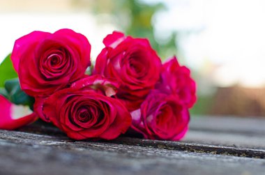 Yazın açık havada yetişen güzel taze güller. 