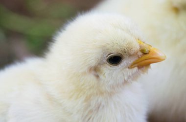 Küçük neşeli pofuduk piliç dışarıda yürüyor 