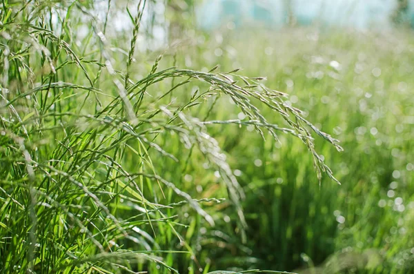 Кушетка зеленая трава растет на улице с росой — стоковое фото