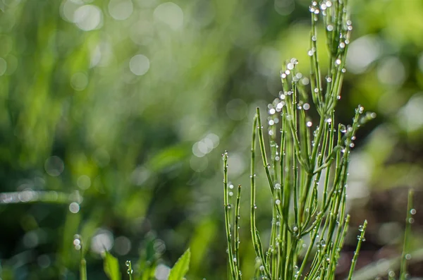Grön åkerfräken utomhus växer på morgonen med dagg — Stockfoto